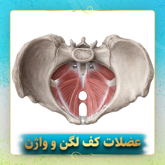 عضلات-کف-لگن-و-واژن