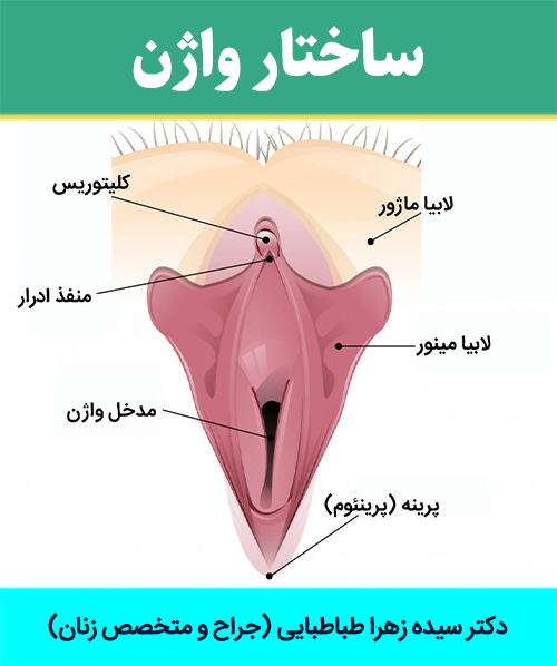 ساختار-واژن