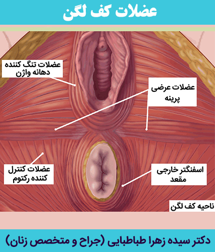 عضلات-کف-لگن