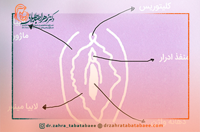 اندازه طبیعی لابیا چقدر است؟