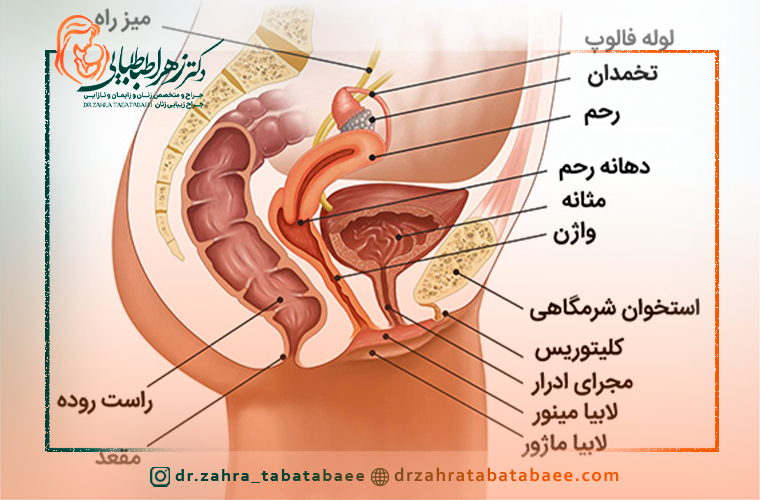 عفونت دستگاه ادراری چیست؟